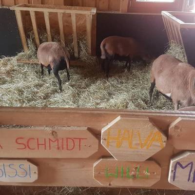 Besuch auf dem Schulbauernhof Tferrot